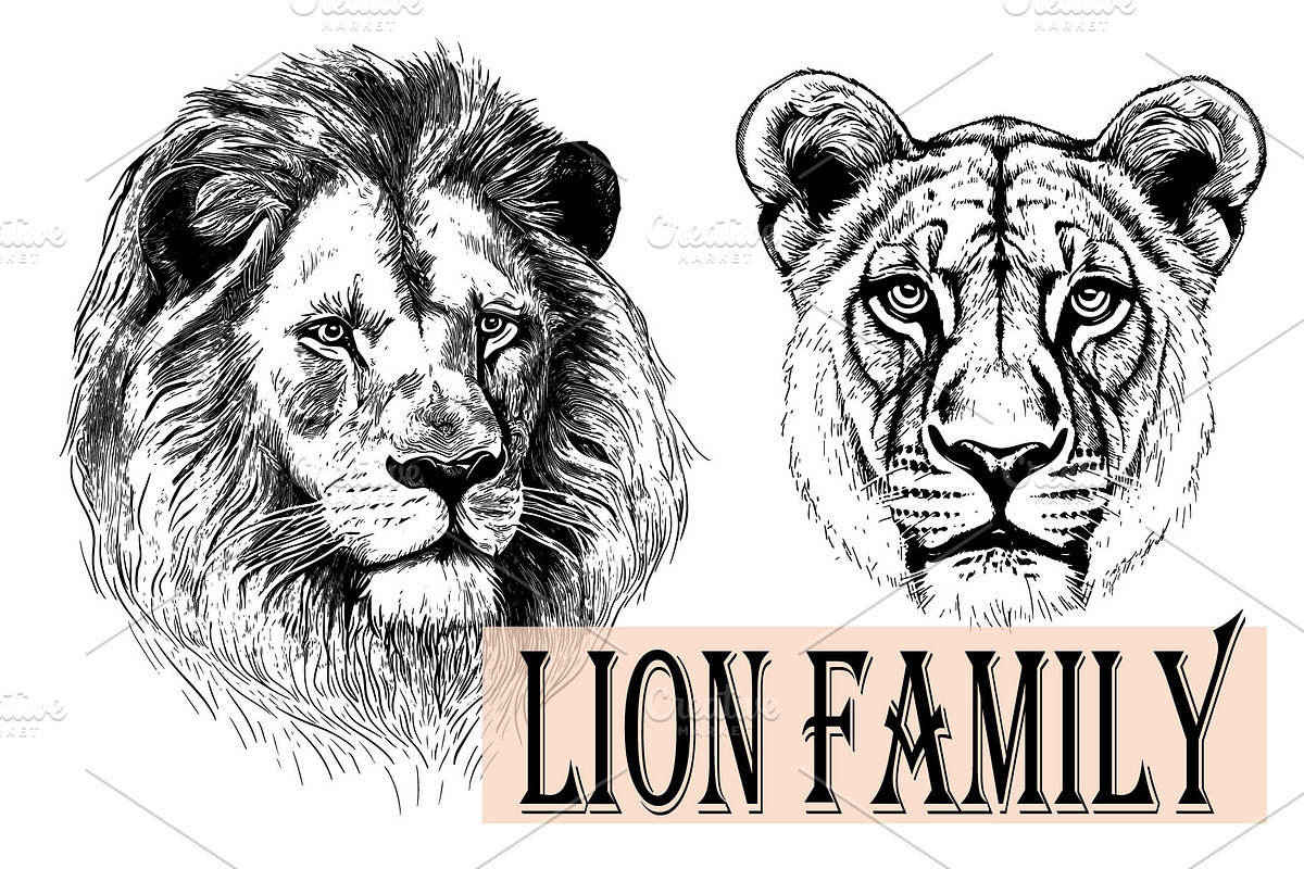 LION FAMILY set, an Animal Illustration by IPVector (Photo 4 of 13)