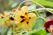 Herbalism Stock Photo Bundle, a Health & Medical Photo by Wellness Stock Market (Thumbnail 3 of 16)