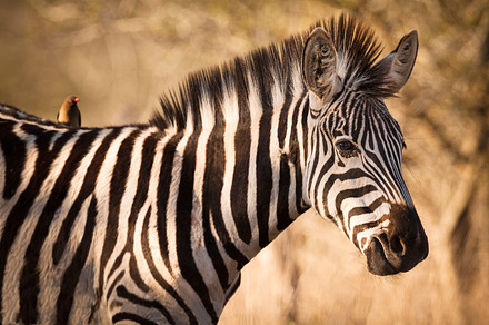 Portrait of Zebra, an Animal Photo by Maurizio De Mattei