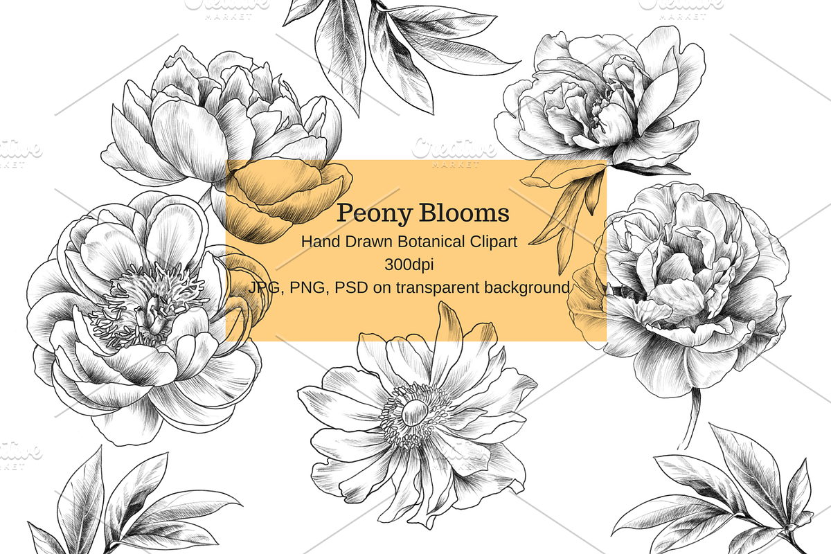 Peony Blooms, an Object Graphic by VictoriaKStudio (Photo 1 of 5)