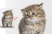 Cat and Pet Oil Painting, an Action Add-On by MRI STUDIO (Thumbnail 15 of 17)
