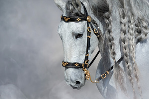 Spanish light gray horse with long mane in light smoke.