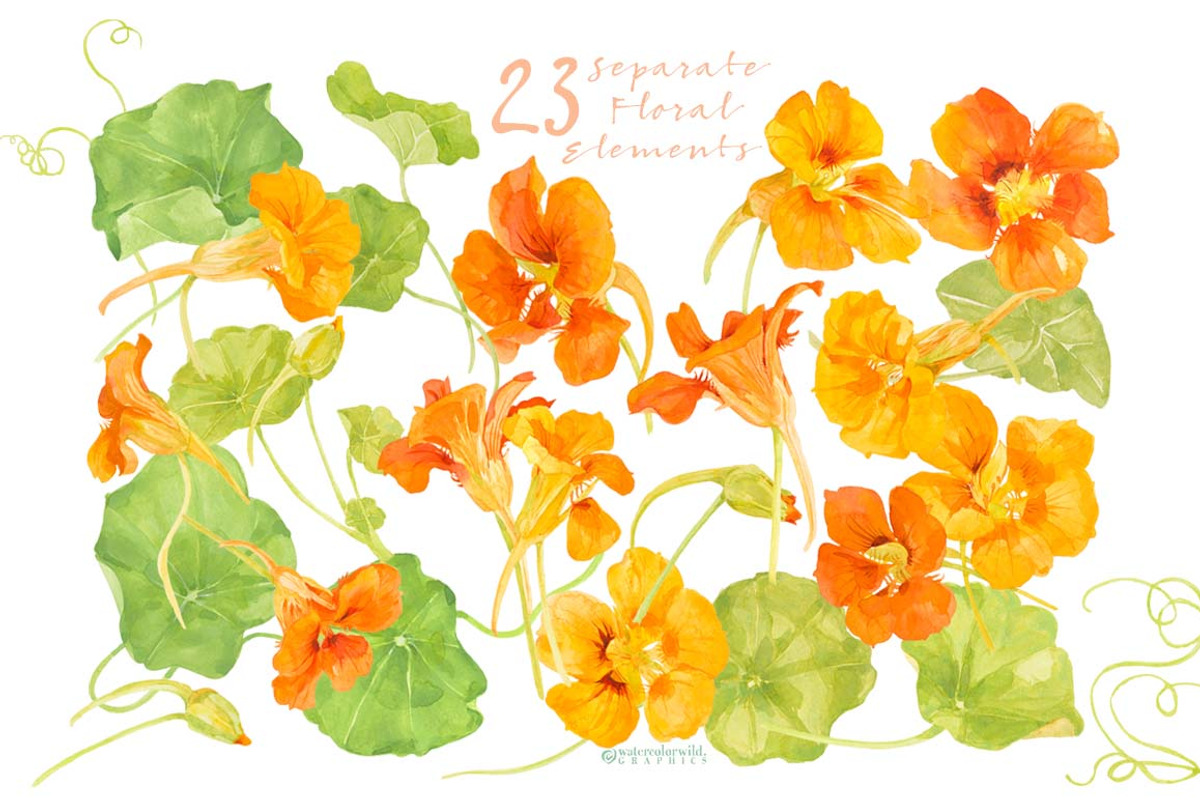 NASTURTIUM flowers-WatercolorClipart, an Illustration by watercolorwild.graphics (Photo 3 of 7)
