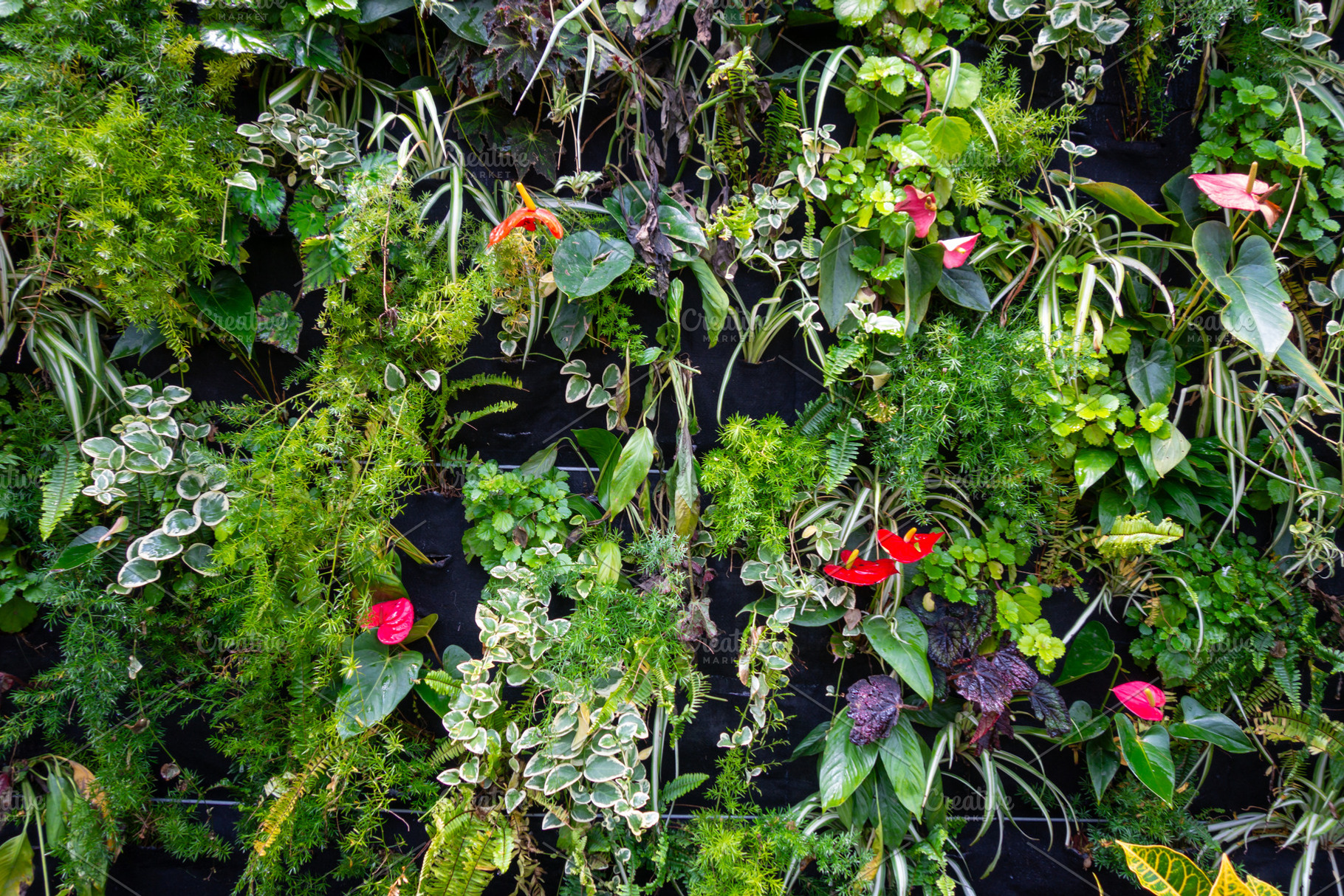 Lush vertical garden featuring diverse plants, red anthurium flo, a Nature Photo by GoodGoods