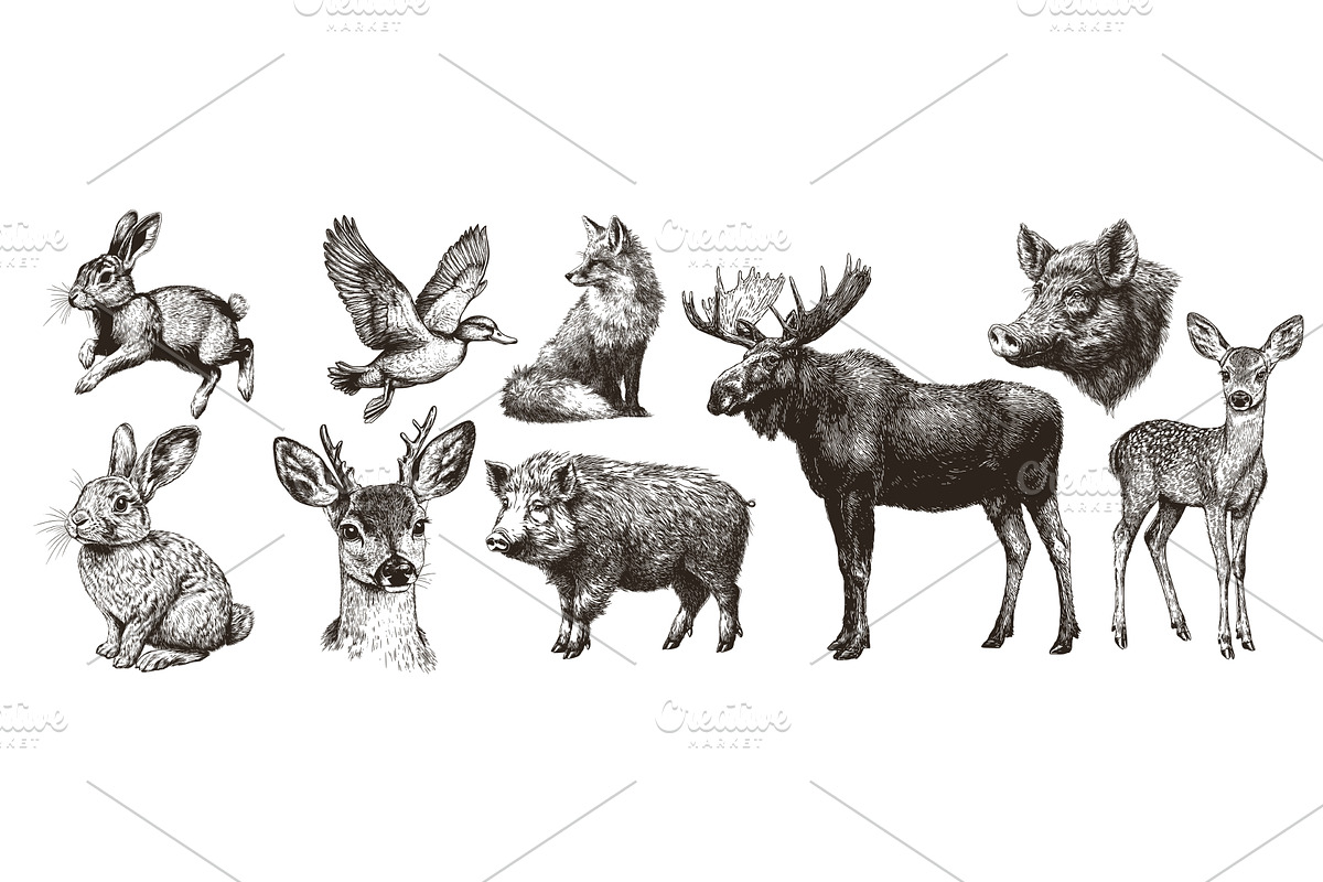 wild animals engraving. rabbit duck, an Animal Illustration by Stock-Smart-Start