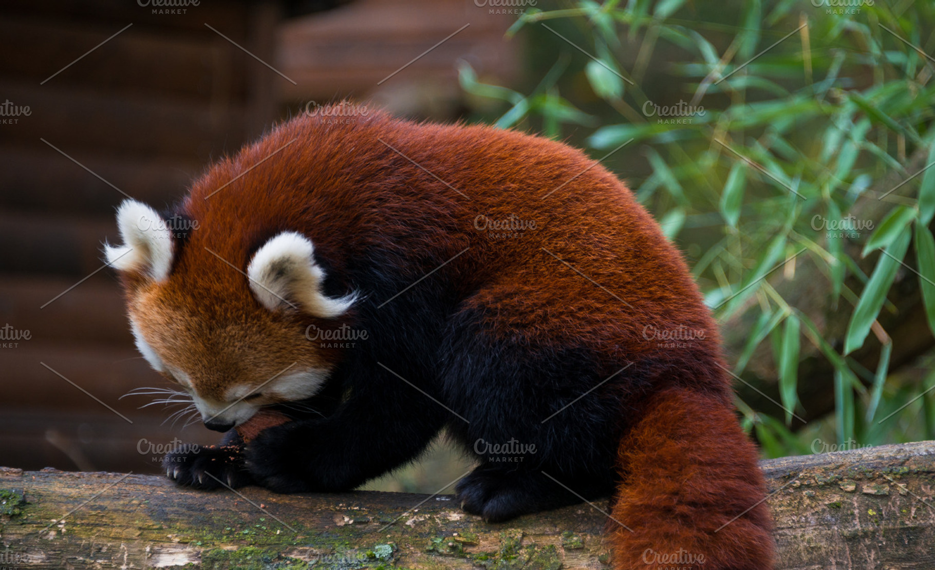Japan panda featuring ailurus, animal, and asia, an Animal Photo by HrastovaSiska