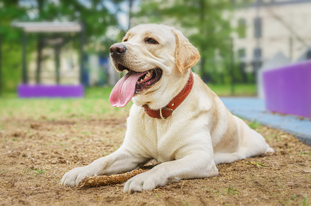 dog labrador retriever fawn color in