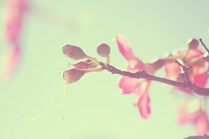 Silk floss tree flowers stock photo