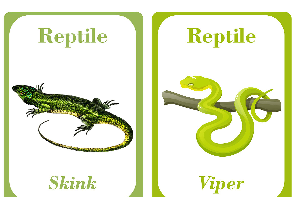 Reptiles Flash Cards Kids, a Card Template by DigitalsDesigns (Photo 4 of 4)
