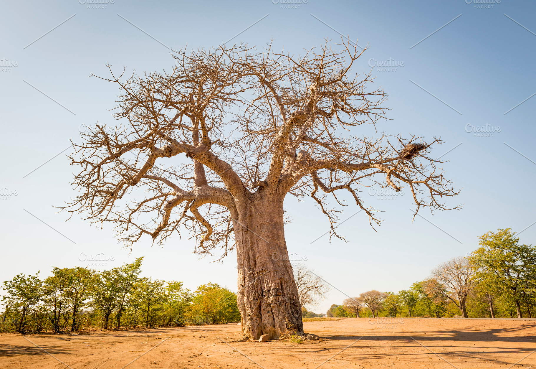 Baobab Tree, a Nature Photo by THP Creative