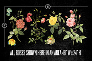 ROSES, an Object Graphic by JIMMY BREEN (Thumbnail 2 of 3)