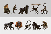 Monkey set. Chimpanzee and gorilla., an Animal Illustration by Arthur Balitskiy (Thumbnail 3 of 5)
