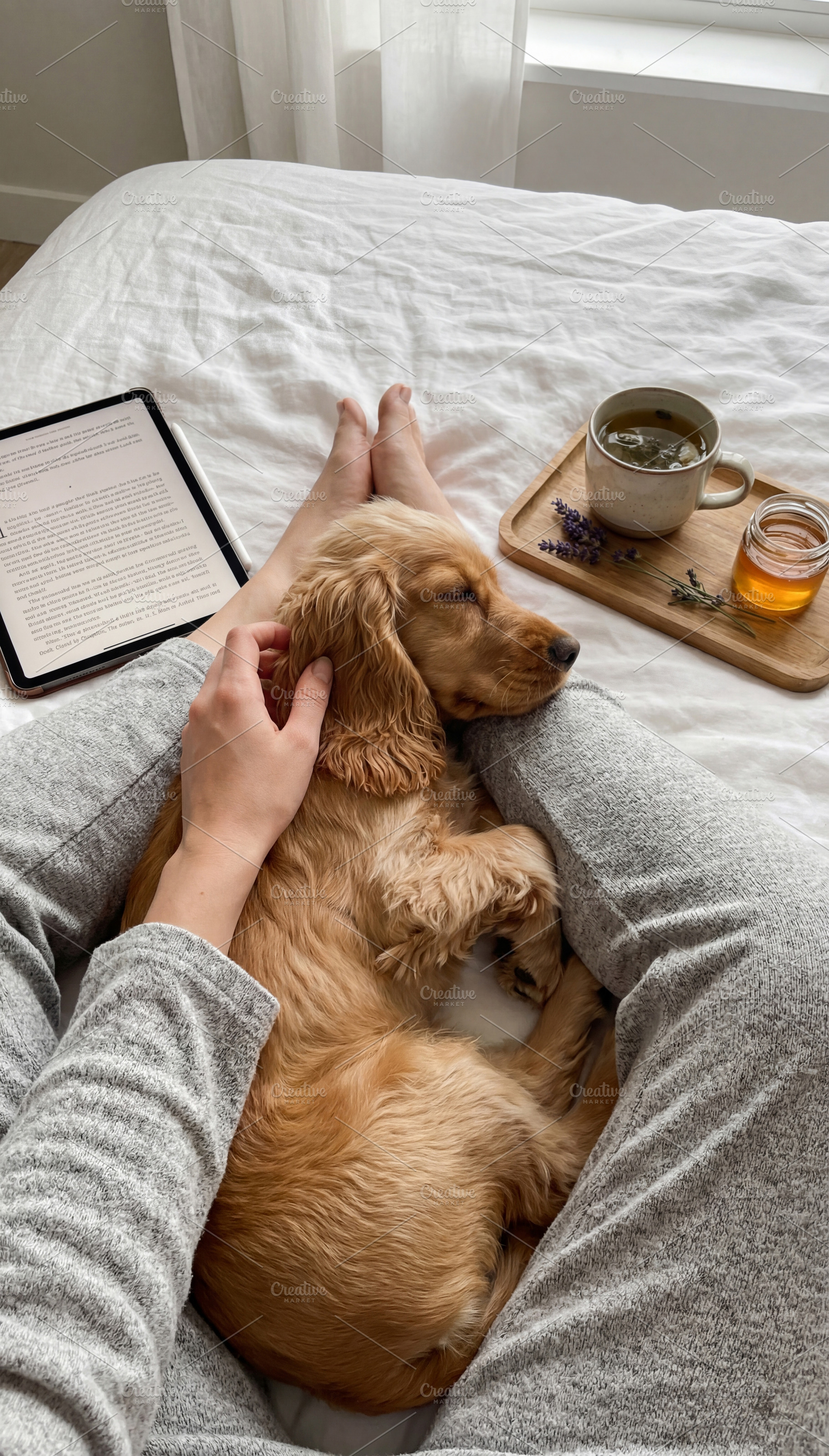 Cozy Morning in Bed with Cocker, an Animal Photo by Virgo Studio