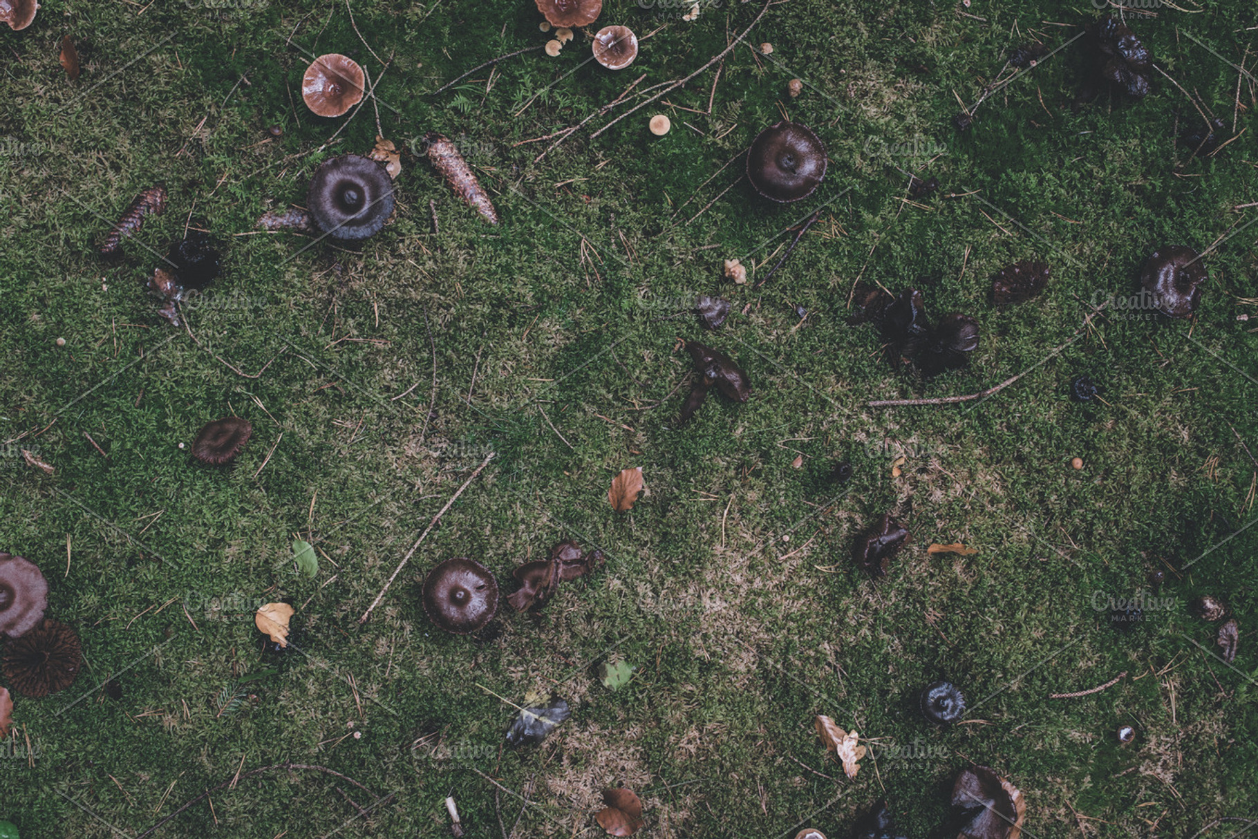 Forest floor in autumn colors stock photo containing forest and scene, a Nature Photo by PhotoMarket