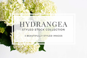 Hydrangea Styled Stock