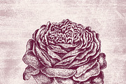 Vintage Flower Illustrations, an Illustration by TheBlackPixelCo (Thumbnail 3 of 6)