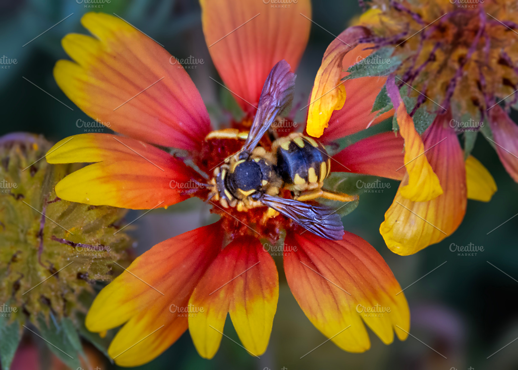 Bright gaillardia flowers in full bloom, a Nature Photo by DanFLCreativo
