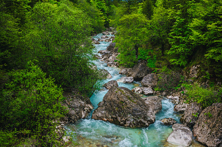 Soca river in the fresh green forest, a Nature Photo by Alpine Dreams