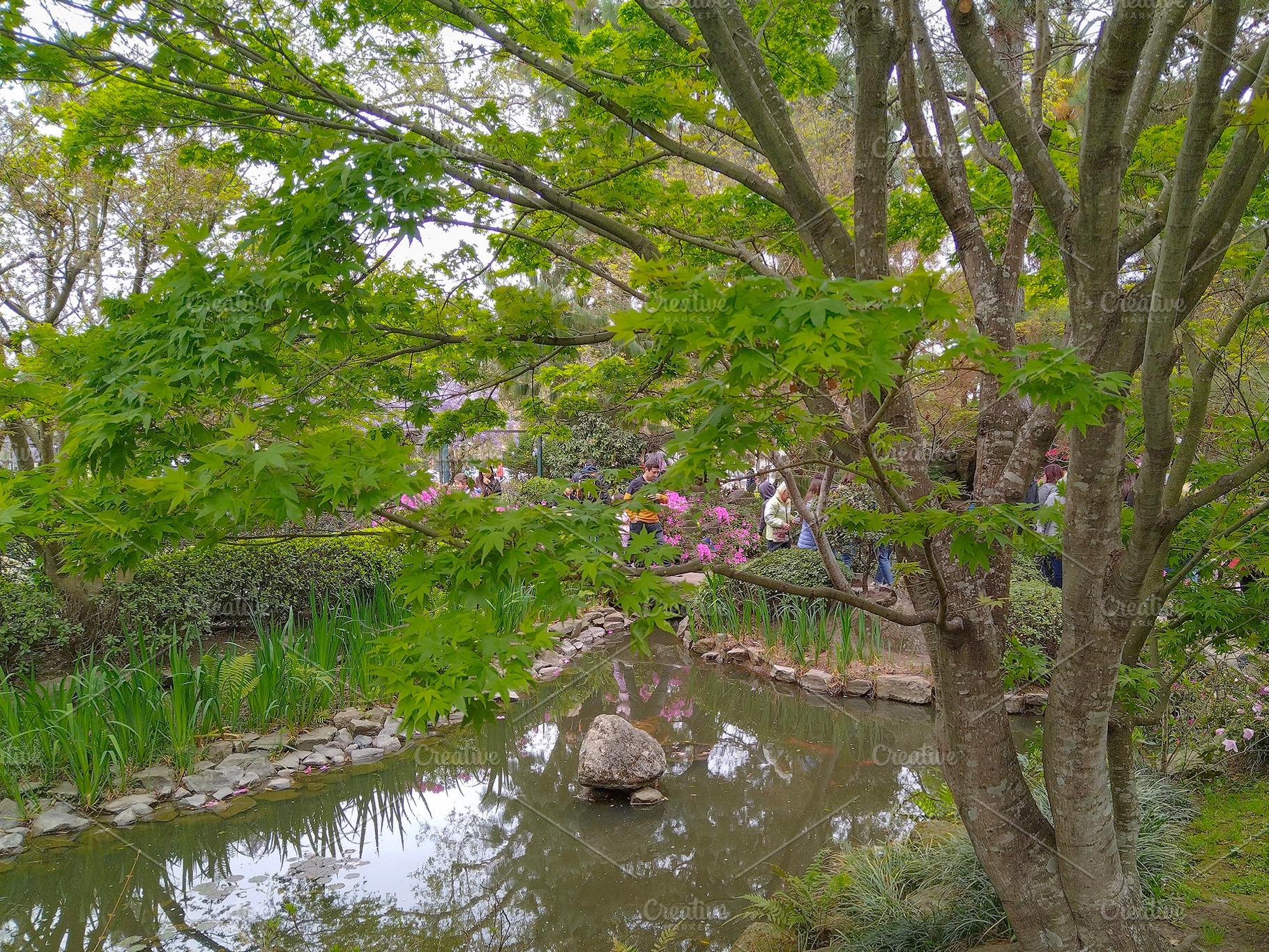 Japanese garden, botanic garden of montevideo city, uruguay, a Nature Photo by DanFLCreativo