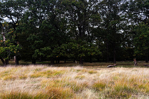 Tranquil meadow and shady trees in a London park; golden grass under a dense ca, a Nature Photo by AS photostudio