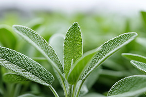 Fresh green sage leaves with texture, a Nature Photo by MistyDay