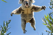 116 Flying animals, an Animal Photo by Handmadefont (Thumbnail 64 of 119)
