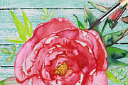 Watercolor clipart; Peony wreath, a Decorative Illustration by Download Graphic Art (Thumbnail 4 of 8)