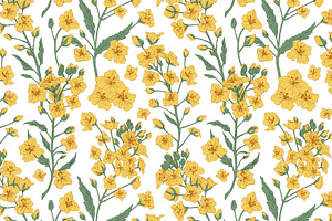 Rapeseed Flowers Seamless Patterns