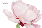 -30% Watercolor Peony Collection, an Object Illustration by bloomscape (Thumbnail 5 of 10)