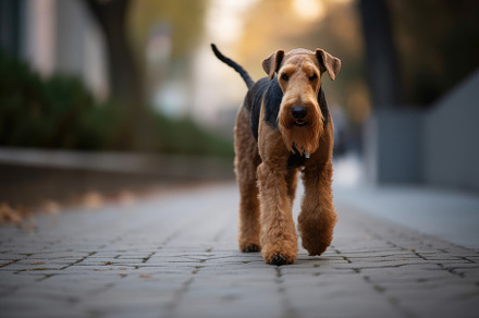 Airedale Terrier dog walking on the, a Photo by Iftikhar Alam