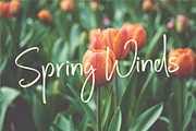 Steadfast Script, a Script Font by Mats-Peter Forss (Thumbnail 7 of 10)