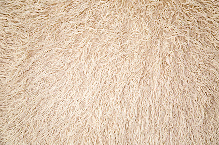 small long white fur, an Abstract Photo by SaulichPhoto