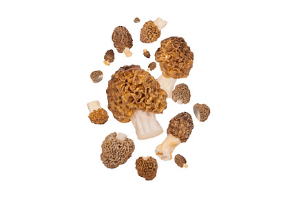 mushrooms falling isolated on white, a Food & Drink Photo by Pakosta