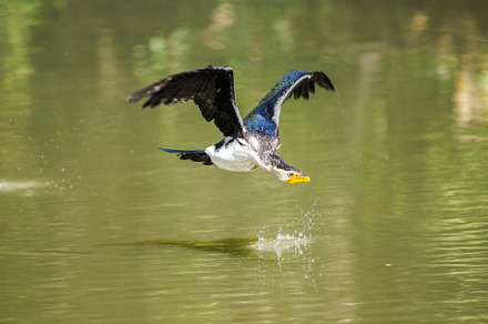 Little Pied Cormorant in flight, an Animal Photo by Rob D
