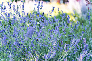 Blue lavender flowers in the summer meadow