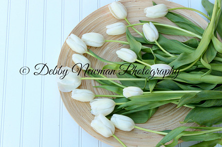 White Tulips on Bamboo Plate-Right, an Arts & Entertainment Photo by Debby Newman Photography