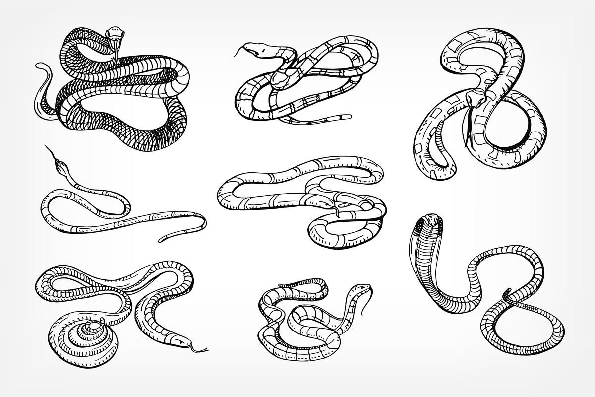 Snakes, hand drawn set, an Animal Illustration by Good Studio (Photo 3 of 3)