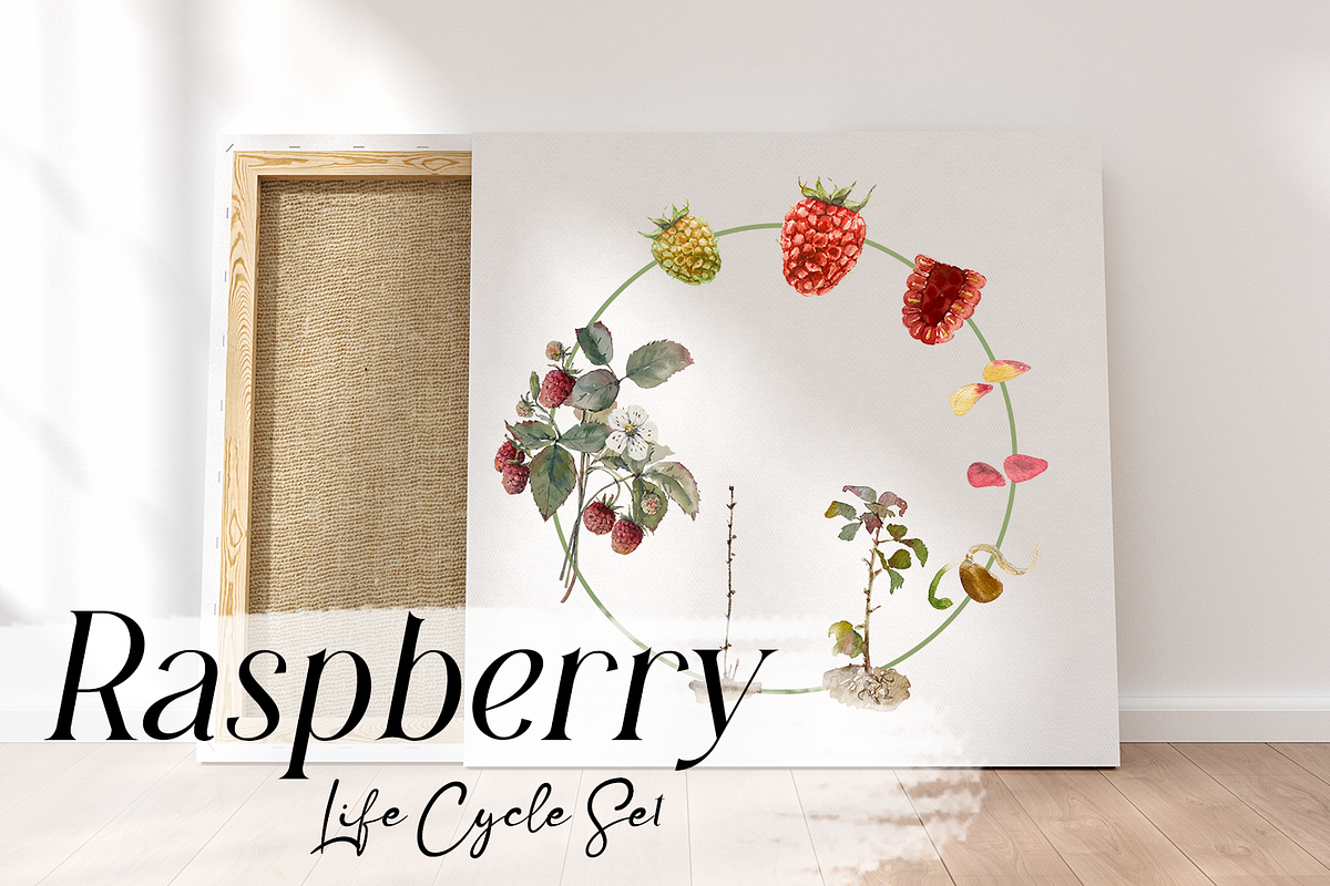 Raspberry Life Cycle Set, an Education Illustration by Tati Bordiu (Photo 4 of 4)