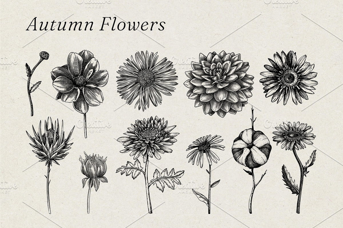 Autumn Leaves and Flowers Vector Set, an Object Graphic by Yevheniia (Photo 5 of 11)
