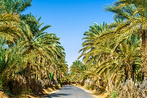 Road in oasis at tamacine algeria containing oasis, africa, and algeria, a Nature Photo by Leonid Andronov