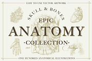 100+ Vintage Anatomy Vectors, a Healthcare Illustration by Shizzle Stock (Thumbnail 1 of 20)