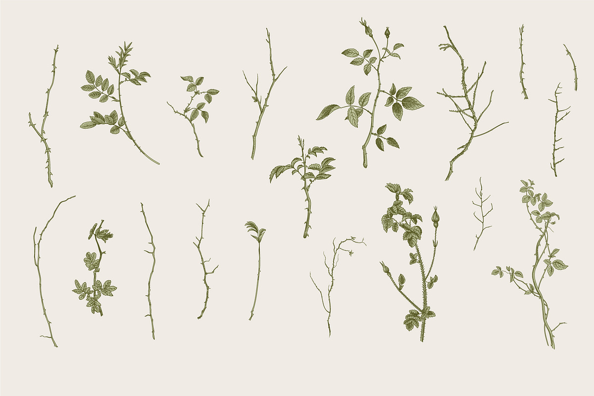 Wild Roses, a Decorative Illustration by olga.korneeva (Photo 5 of 24)