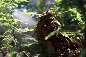 Mystic Forest