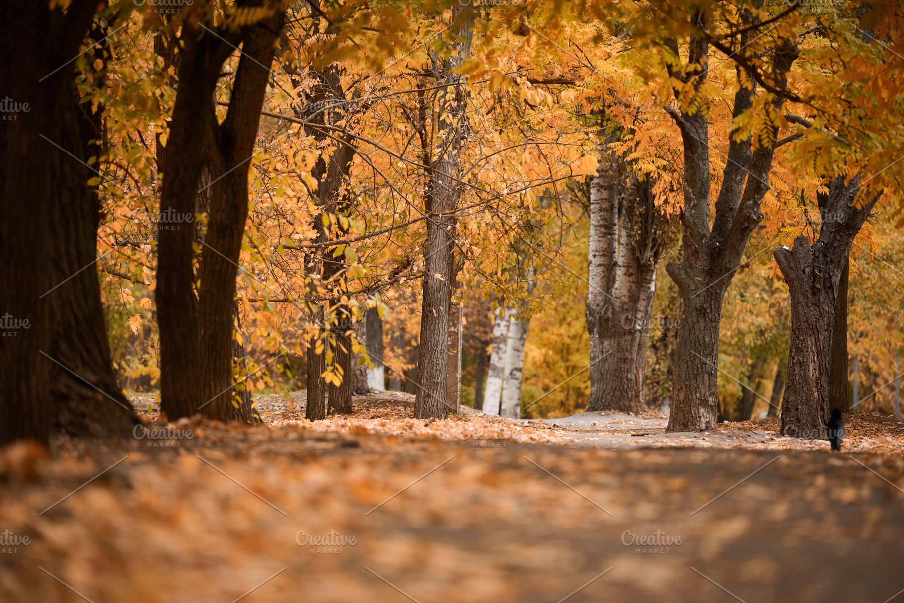 Empty path in the middle of autumn park with yellow maple leaves, a Nature Photo by ndanko