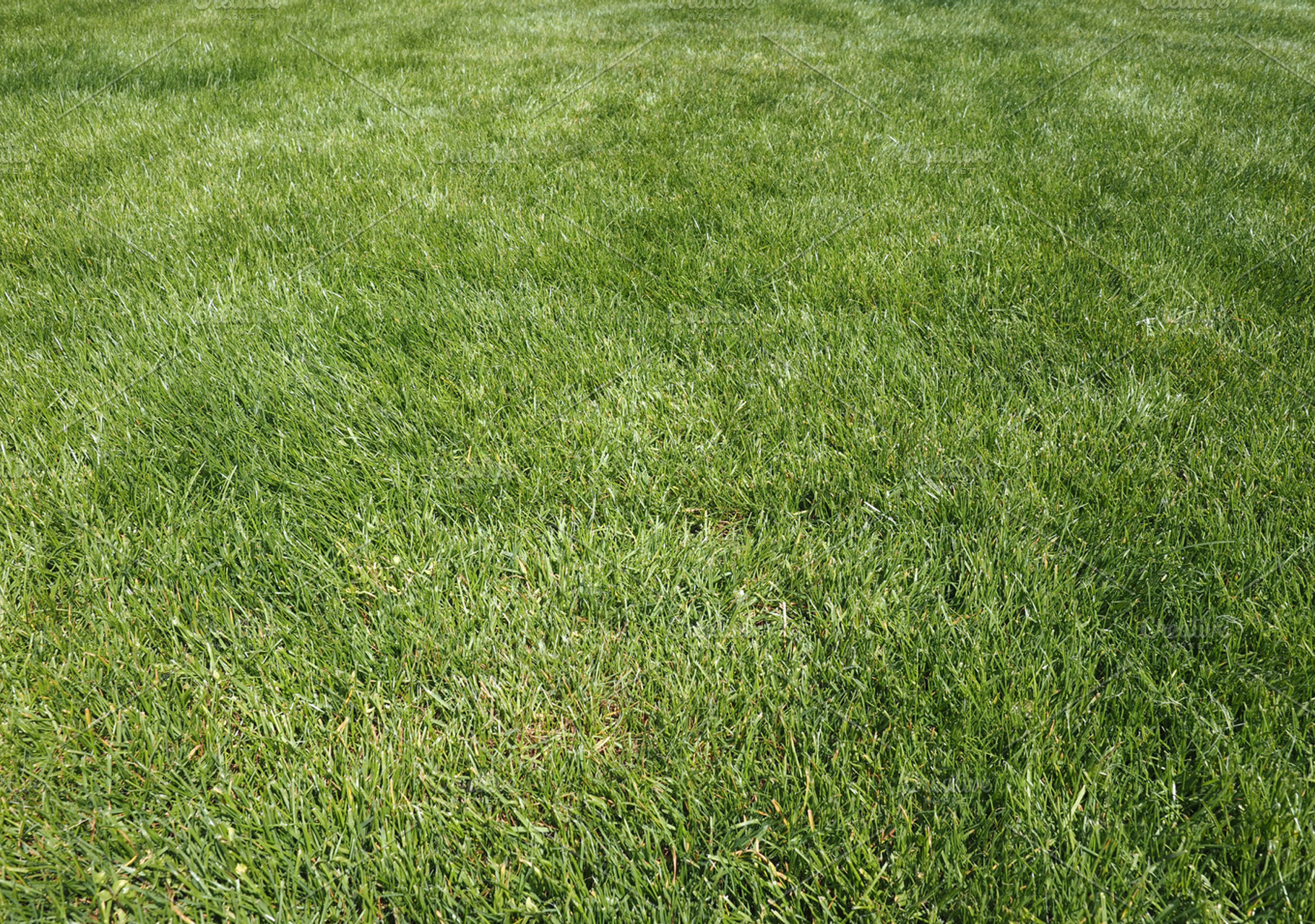 Green grass meadow background, a Background Photo by WorldPhotos