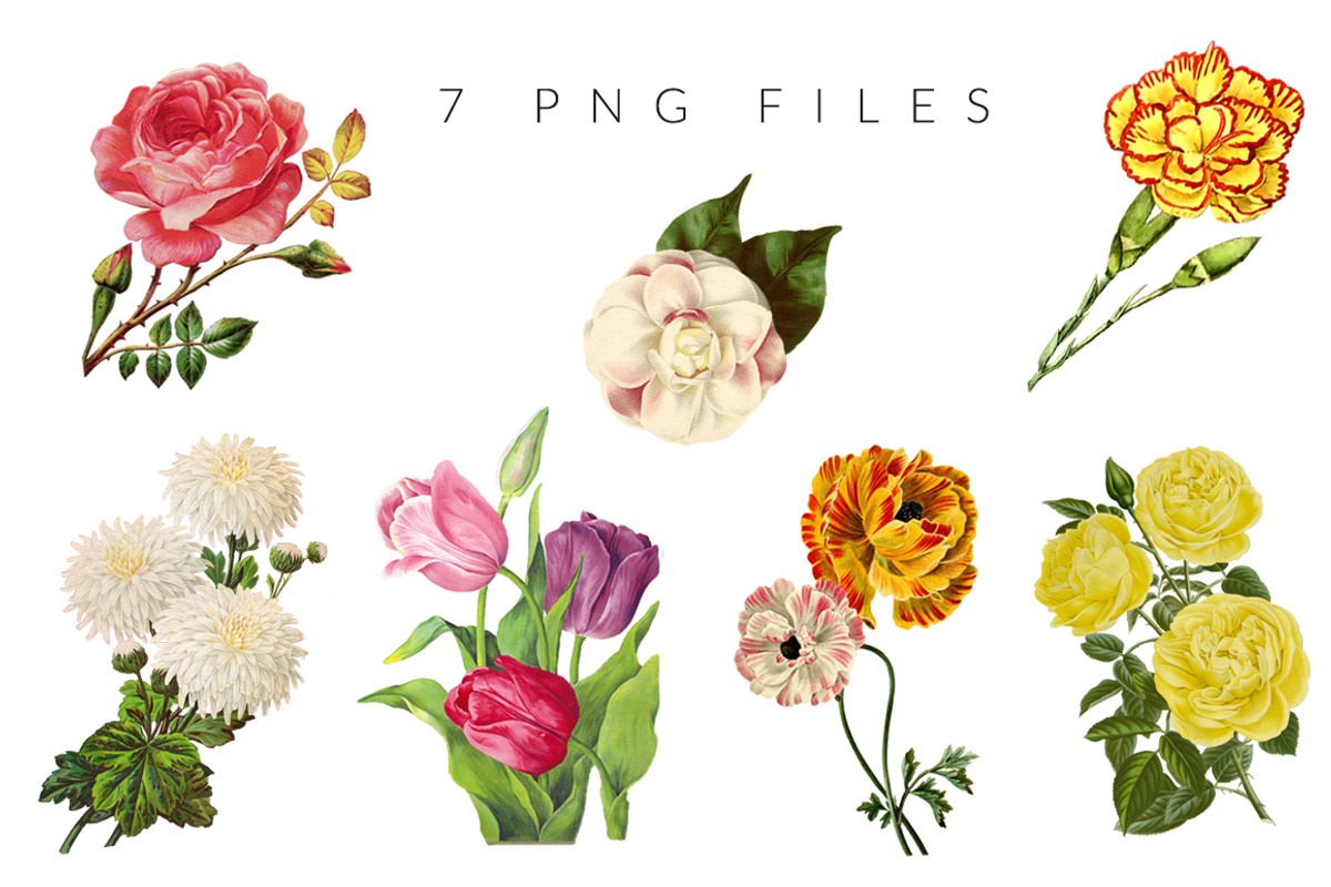 Vintage Flower Illustrations, an Illustration by Charming Ink (Photo 3 of 3)