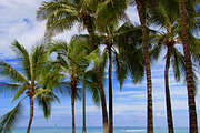 Palm Trees with Beach Surfers, a Holiday Photo by Samaky Photography (Thumbnail 1 of 2)