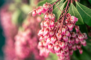 Spring Wildflower Photo Bundle – 5, a Nature Photo by Silent Nature (Thumbnail 5 of 6)