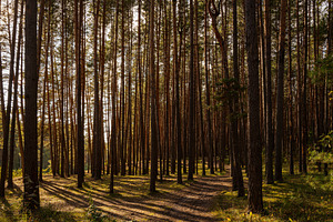 Green moss and grass on a ground in tall pine forest with hiking trail. An outd, a Nature Photo by Eugene_Photo