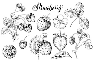 Vintage Strawberry, Vector Etching